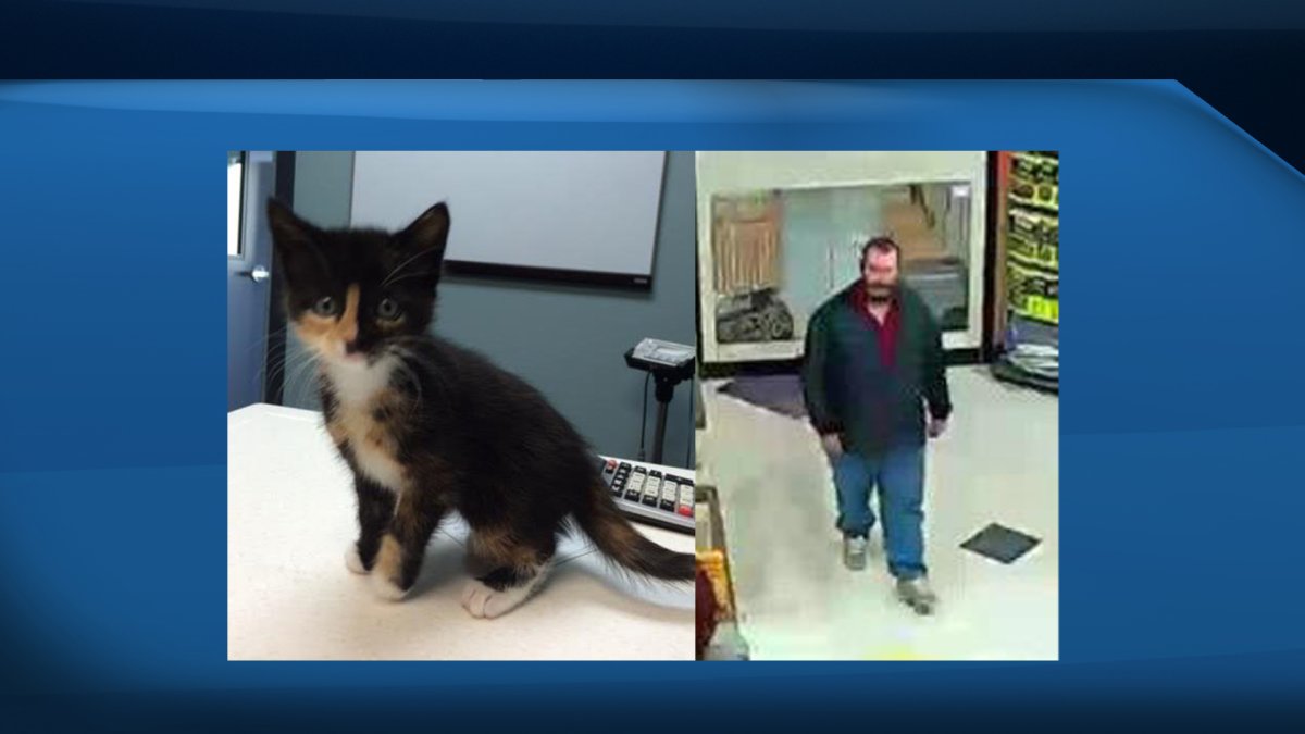 Red Deer RCMP say a kittten (left) has been returned after being taken from Petland by a man (right).