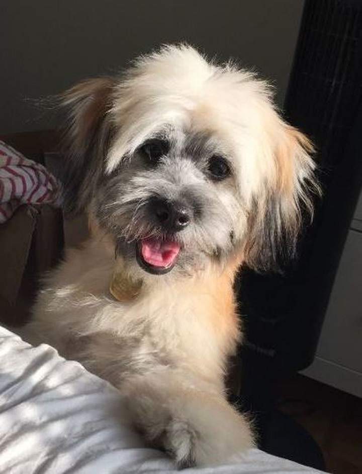 'Kobe' the dog was stolen Wednesday in downtown Toronto. Toronto Police/Handouts.