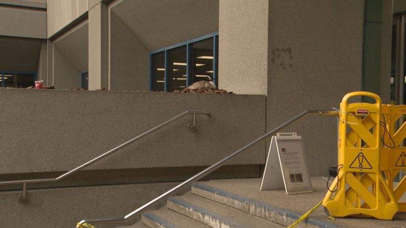 Lucy the goose sits on a nest built on top of a concrete planter outside the Calgary Municipal Building on Wednesday, April 19, 2017.