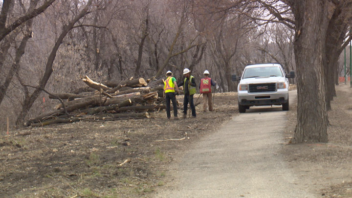 Meewasin Valley Authority officials said trees needed to be removed for the trail upgrade project.