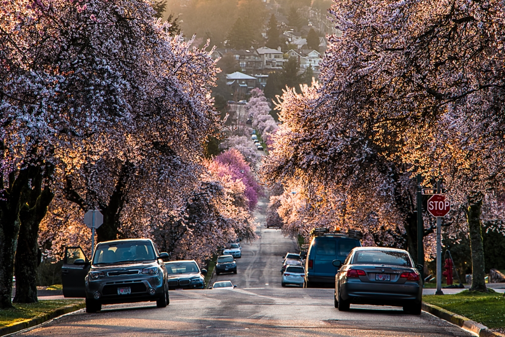 Cherry blossoms line a sunny Vancouver street.