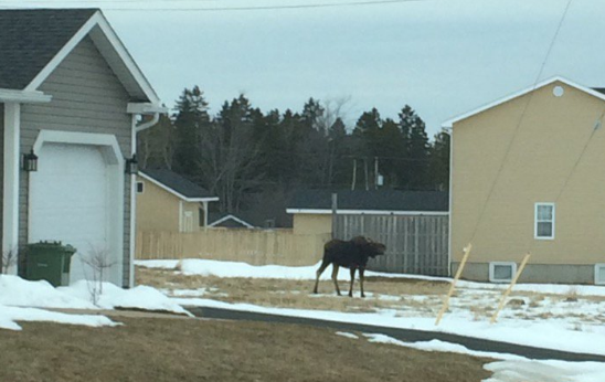 New Glasgow Police Force say they are working to catch a moose on the loose in New Glasgow, N.S.