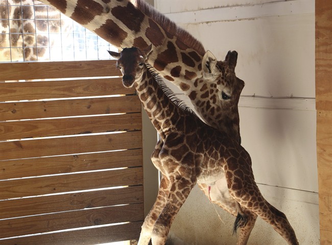 In this photo provided by Animal Adventure Park in Binghamton, N.Y., a giraffe named April stands with her new calf on Saturday, April 15, 2017. 