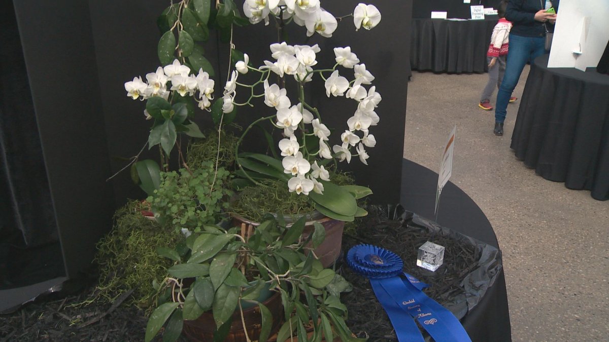 IN PHOTOS: Alberta Orchid Society celebrates 40th anniversary with