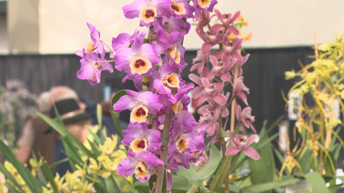 IN PHOTOS: Alberta Orchid Society celebrates 40th anniversary with