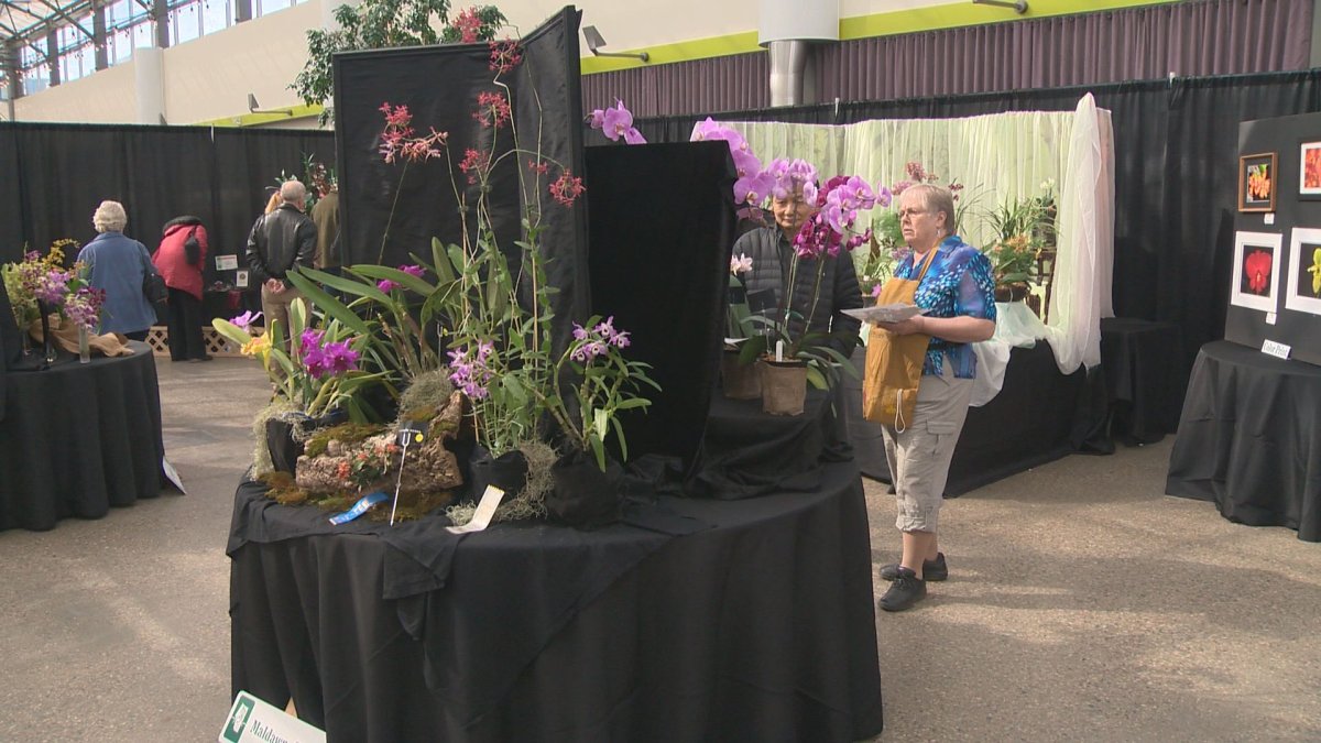 IN PHOTOS Alberta Orchid Society celebrates 40th anniversary with