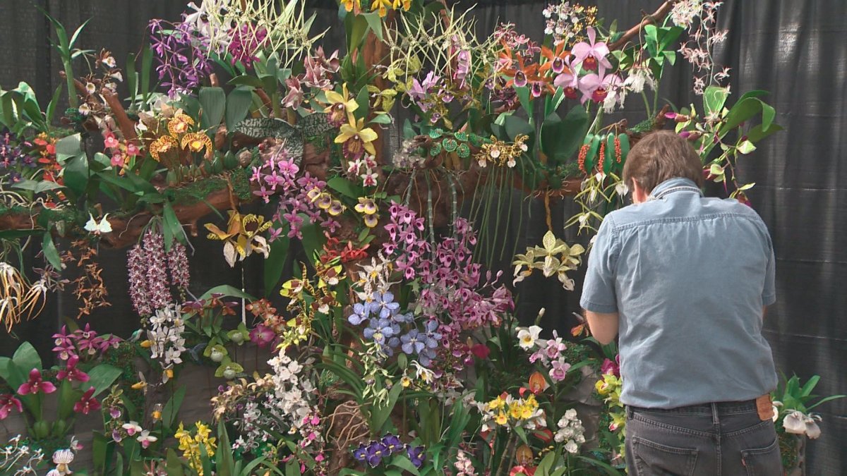 IN PHOTOS Alberta Orchid Society celebrates 40th anniversary with