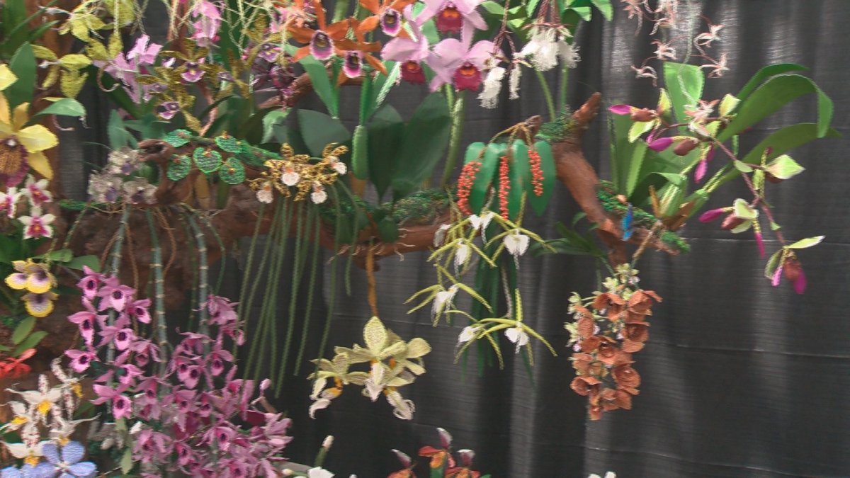 IN PHOTOS Alberta Orchid Society celebrates 40th anniversary with