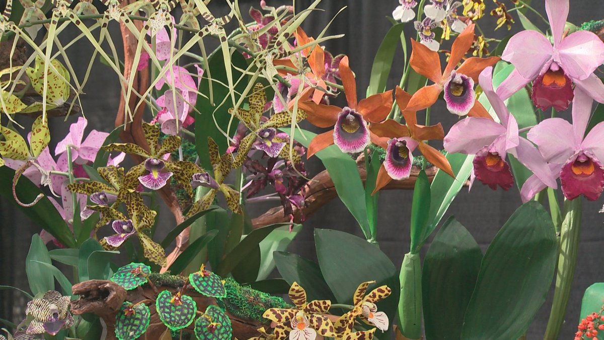 IN PHOTOS Alberta Orchid Society celebrates 40th anniversary with