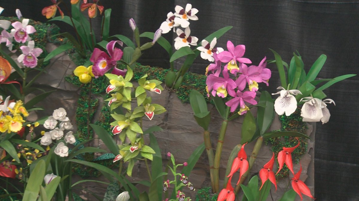 IN PHOTOS Alberta Orchid Society celebrates 40th anniversary with