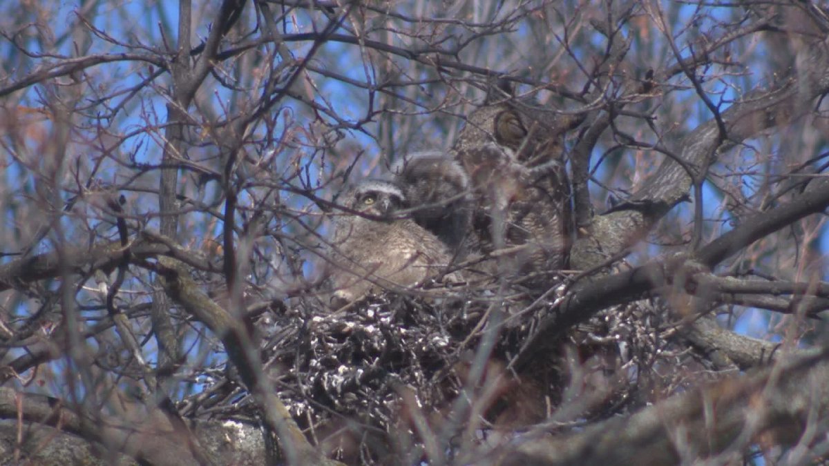 Public warned to leave Penticton owl nest alone - image