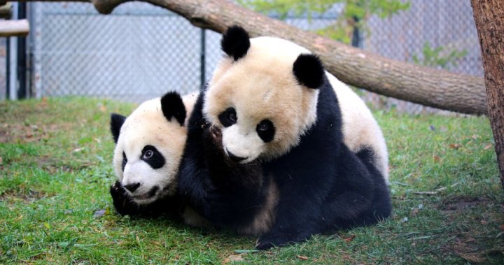 Sneak peek at new Panda Passage at Calgary Zoo | Globalnews.ca