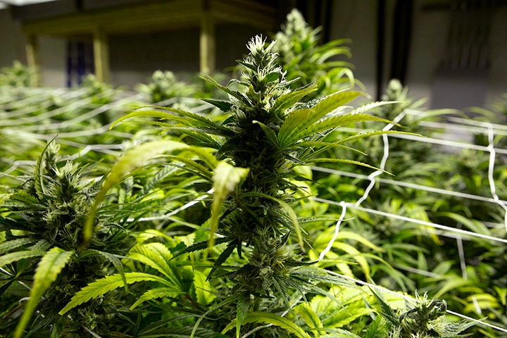 This Jan. 26, 2013 file photo taken at a grow house in Denver shows marijuana plants ready to be harvested. 