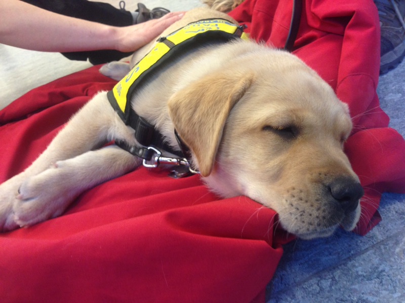 Soon-to-be service dogs visit students at Bow Valley College in Calgary on April 4, 2017.