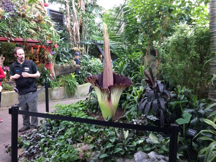 Corpse flower blooms at Muttart Conservatory (and stinks it up) - image