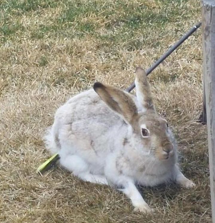 A rabbit was found in northeast Calgary with an arrow in it. On Wednesday, April 12, 2017, Alberta Fish and Wildlife said the animal will have to be euthanized. 