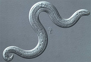 rat lungworm