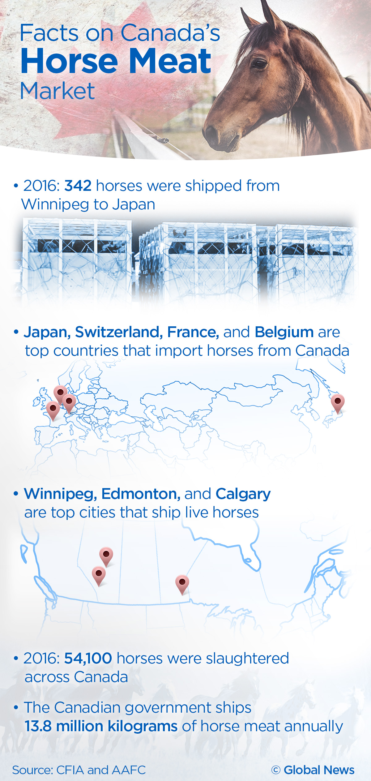 Live horses shipped from Canadian airports to Japan for slaughter - image