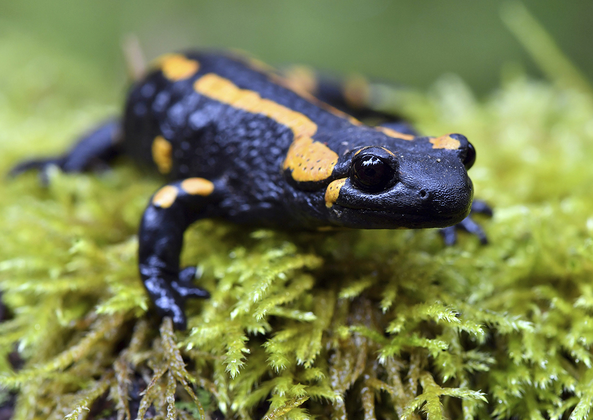 In this Oct. 18, 2016 file photo, a  fire salamander perches on a mossy surface near Oberhof, Germany. 