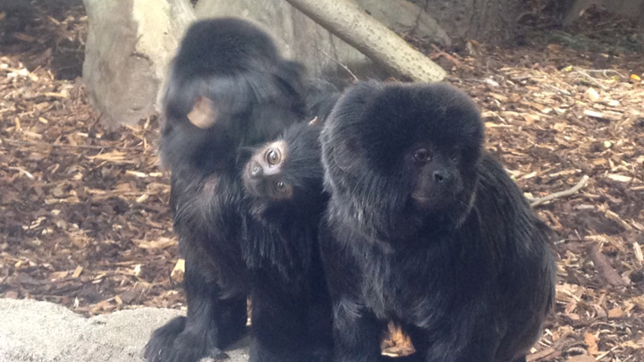 Diego and Leah, two Goeldi monkeys at the Saskatoon Zoo and Forestry Farm, are parents to a baby girl.