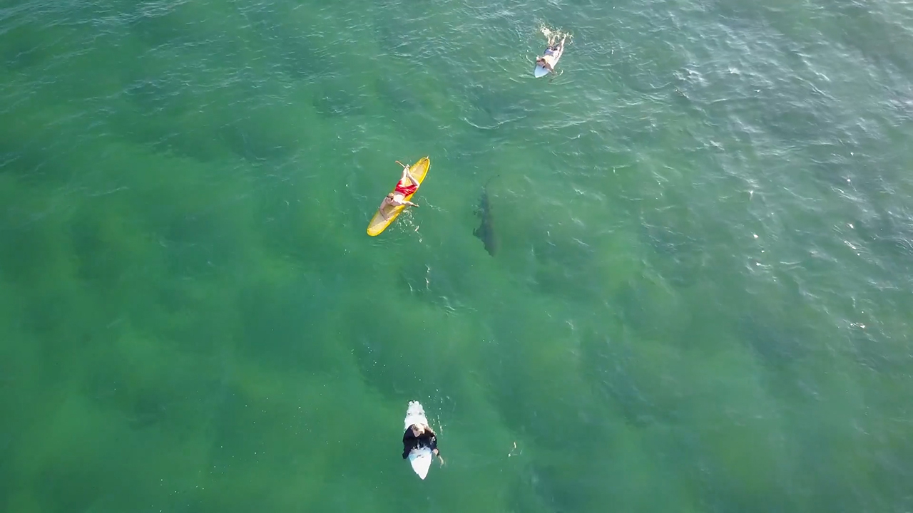Drone operator desperately tries to alert surfers shark is lurking beneath  them - National