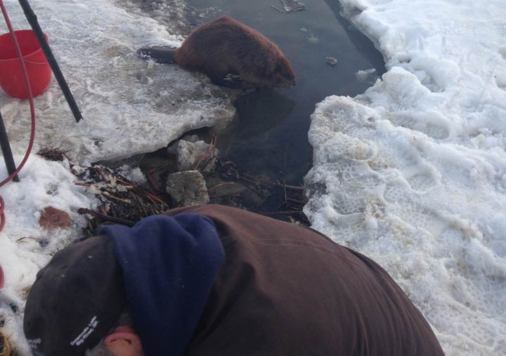April 5: This Your Saskatchewan photo was taken by Sherry Oesch of a beaver hanging out with her husband as he thaws out a culvert at Delaronde Lake.