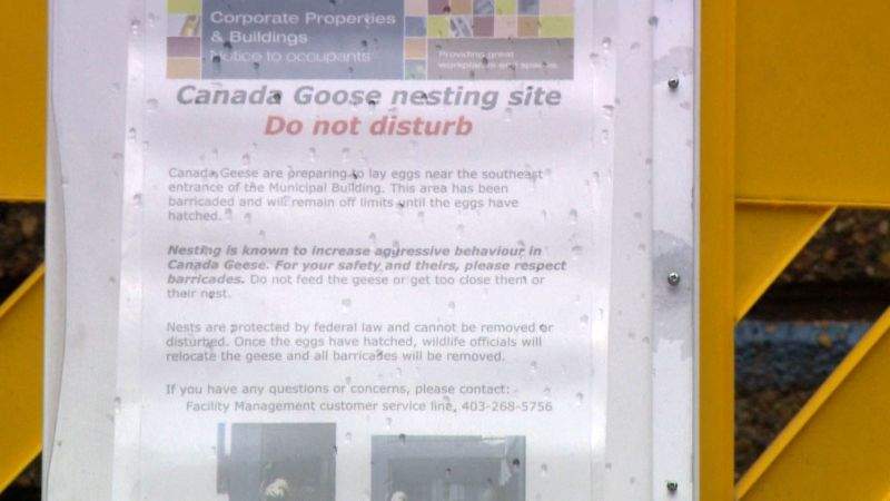 Canada Goose ‘Lucy’ returns to roost at Calgary City Hall - image