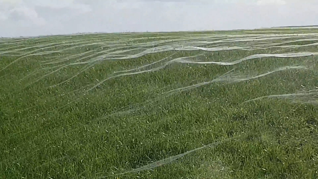 World's widest web? Flood-hit spiders find higher ground, Spiders