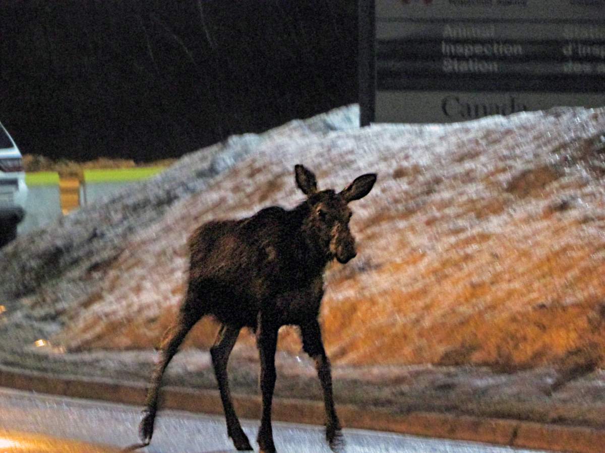 This is one of the images CBSA cameras captured of a moose crossing from the United States into Canada.