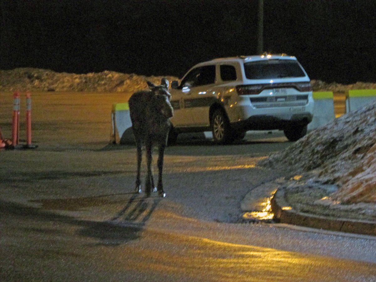 The Canada Border Services Agency says a moose wondered across the Canada/ United States border on the evening of April 11. 