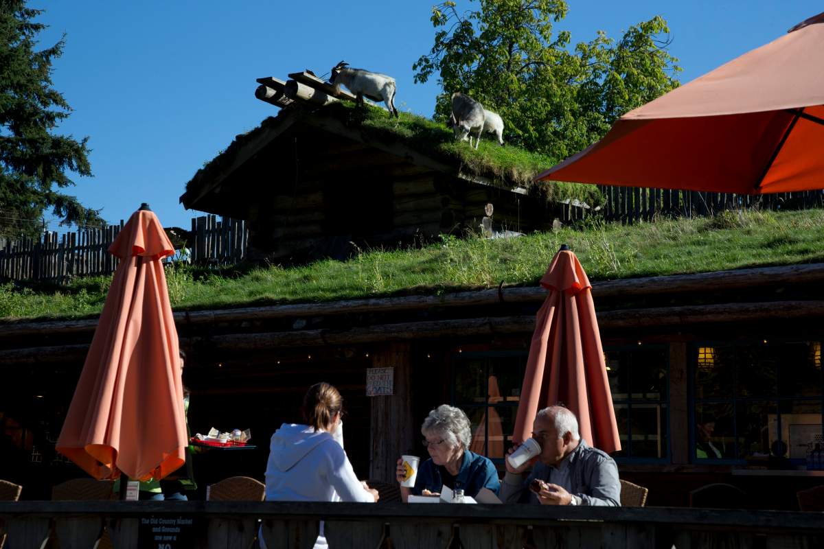 Goats are seen on the roof of the Old Country Market in Coombs, B.C. Sept, 2012.