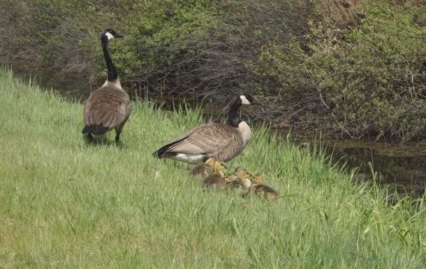 Gosling integrated into foster family in Burnaby, B.C.