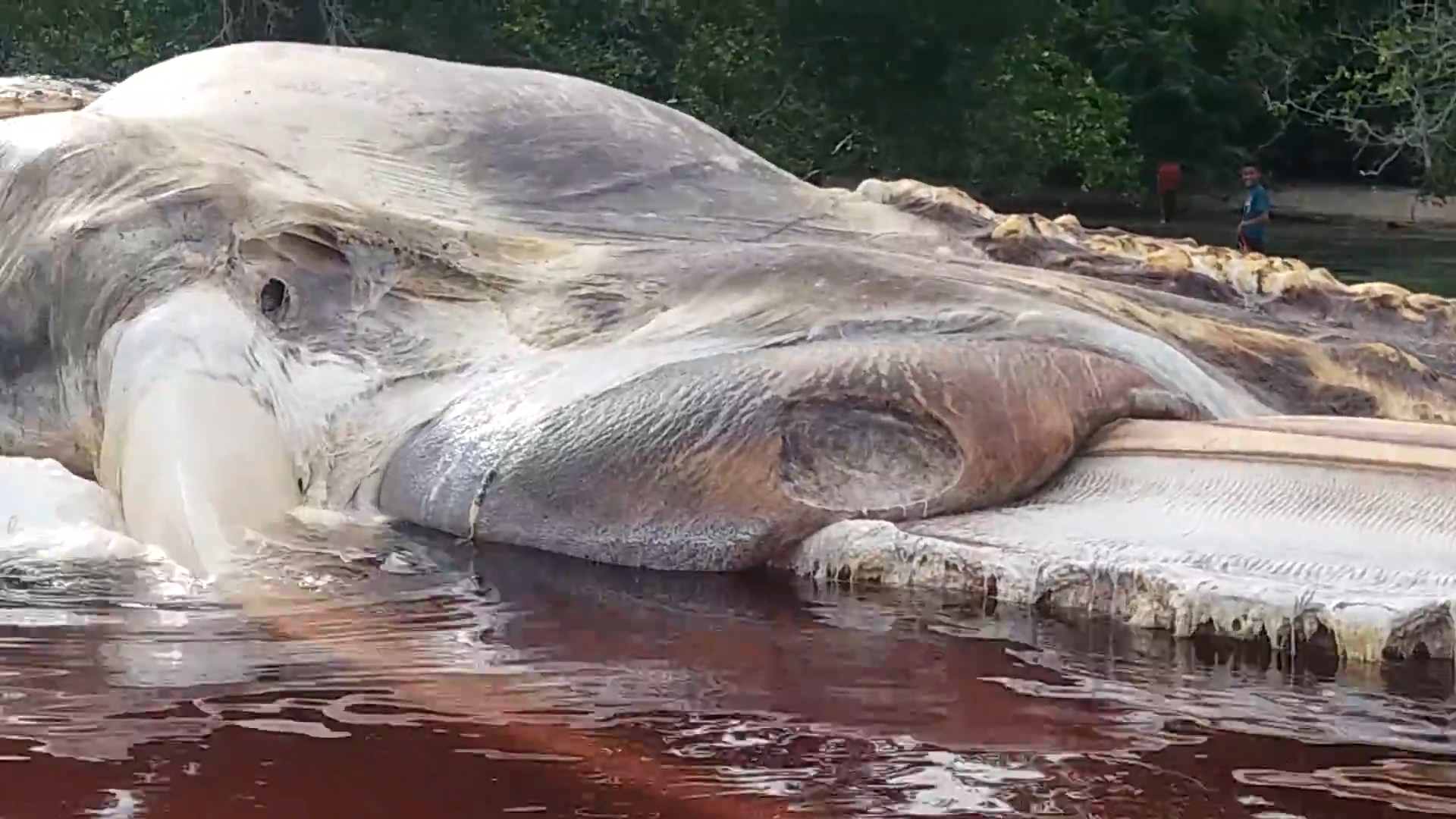 Mystery solved: 'Sea creature' in Indonesia revealed to be Baleen whale - National | Globalnews.ca