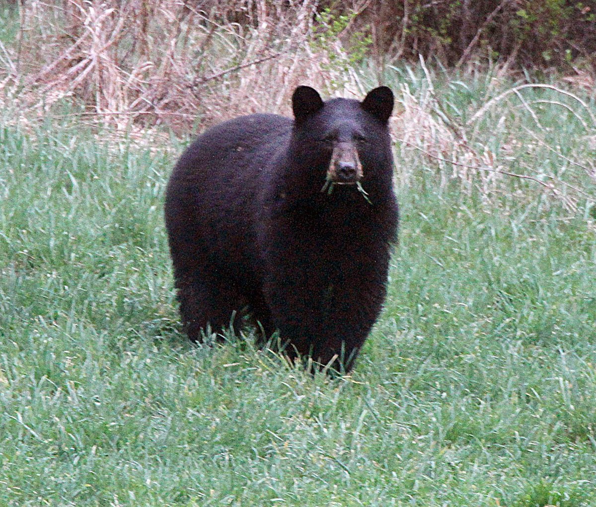 In this April 22, 2012, file photo, a black bear grazes in a field in Calais, Vt. The black bear population in northern New England is growing, and wildlife managers said this yearÄôs hunt for the animals is especially important to control their population. The growing bear population has caused some confrontations between people and bears, especially during dry summers like this one. 