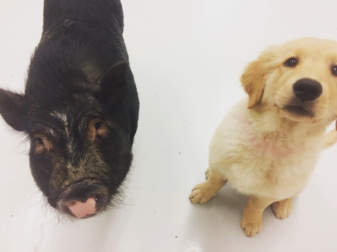 The daycare is also the home to Wilbur the pig.