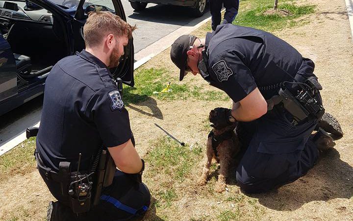 Halifax Police officer rescued two dogs from a car on Thursday