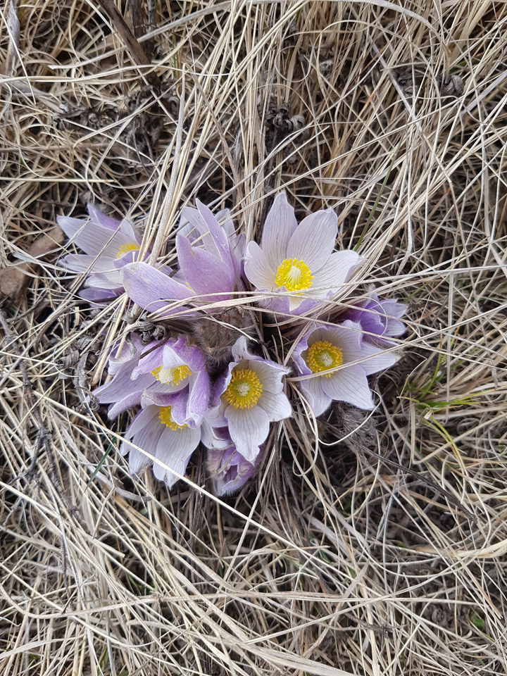 May 8: Alyssa Thunstrom took this Your Saskatchewan photo in Grasswood.