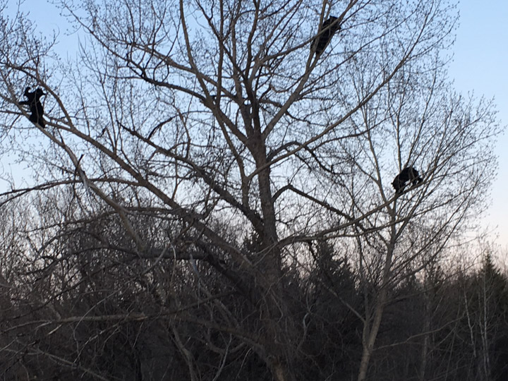May 11: Albert Katsiris took this Your Saskatchewan photo of three bears at Battlefords Provincial Park.