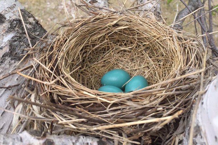 May 23: Tanya Callaway took this Your Saskatchewan photo at Beaver Creek.