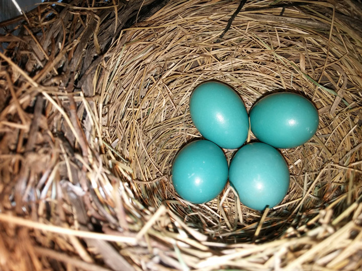 May 24: This Your Saskatchewan photo was taken in Warman by Wendy Miller.