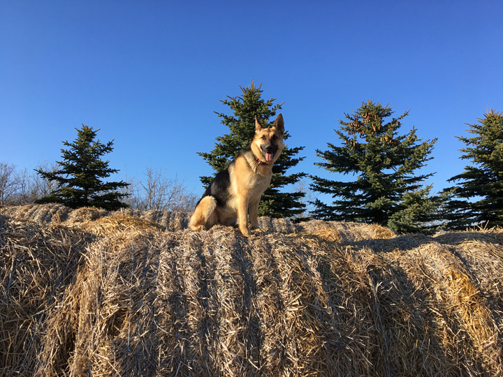 May 25: Breyanne Parkinson took this Your Saskatchewan photo in Cando.