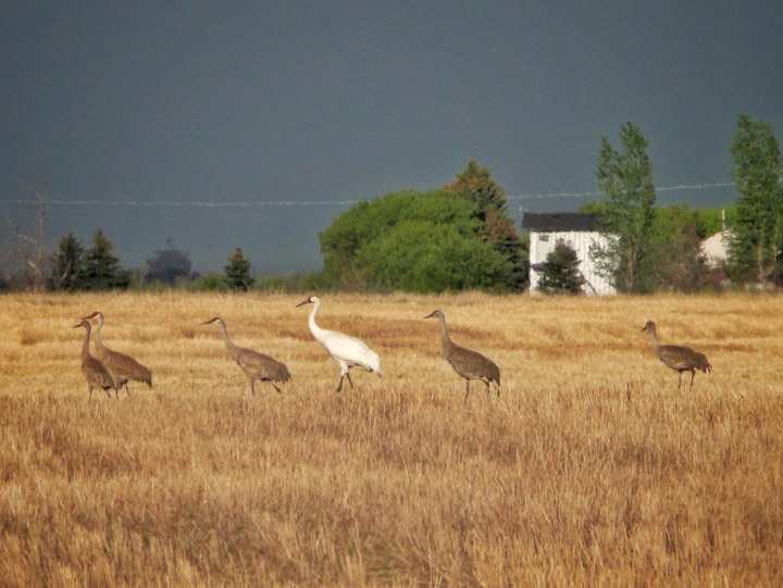 May 31: Aaron Suek took this Your Saskatchewan photo of a rare whooping crane with five sandhill cranes just west of Saskatoon.