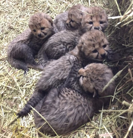 Five cheetahs were born on April 30.