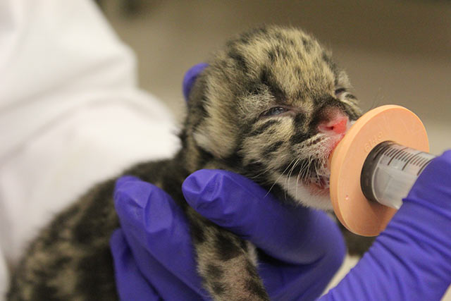 One of the clouded leopards, born on May 13. 