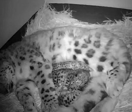 Three snow leopard cubs born at the Toronto Zoo on May 18.