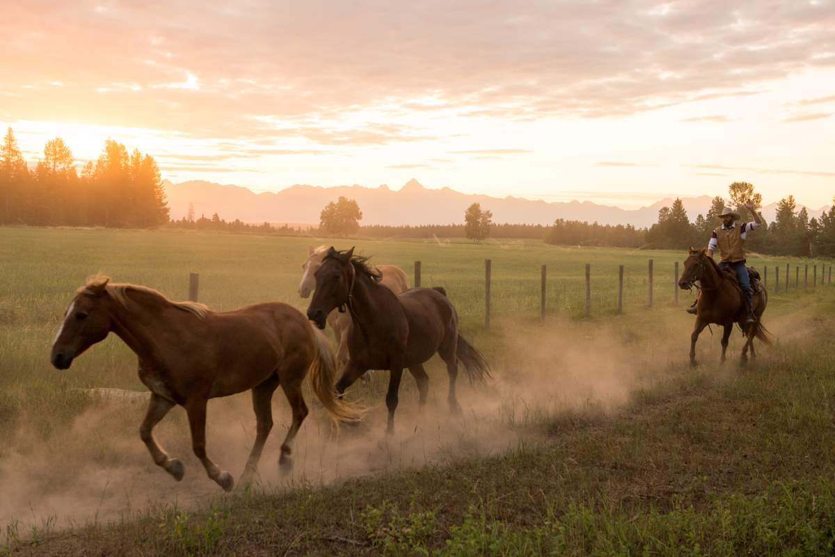 A ranch hand at Three Bars Ranch wrangles horses near Cranbrook B.C.