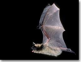 Build Your Own Bat House - image