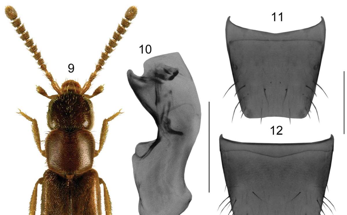 A diagram of the newly discovered beetle.