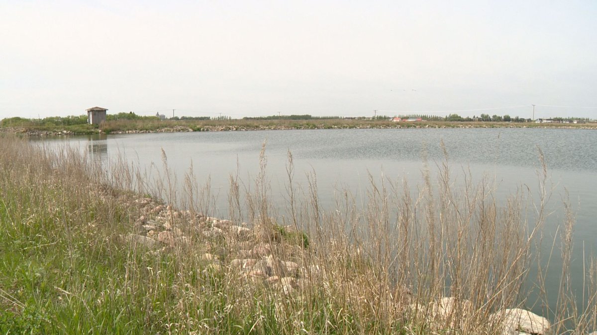 Part of Balgonie's existing sewage lagoon system. 