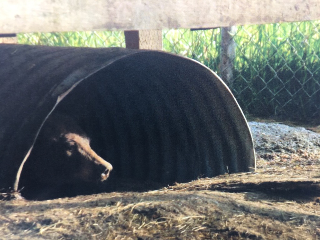 Manitoba's first Bear Rehabilitation Centre is on its way to clearing a major hurdle before becoming reality.